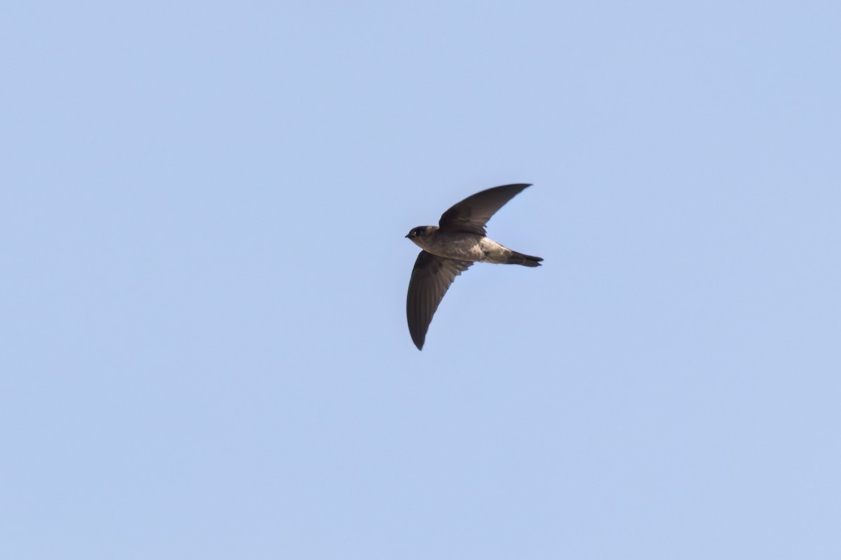 Cave Swiftlet - ML617550181