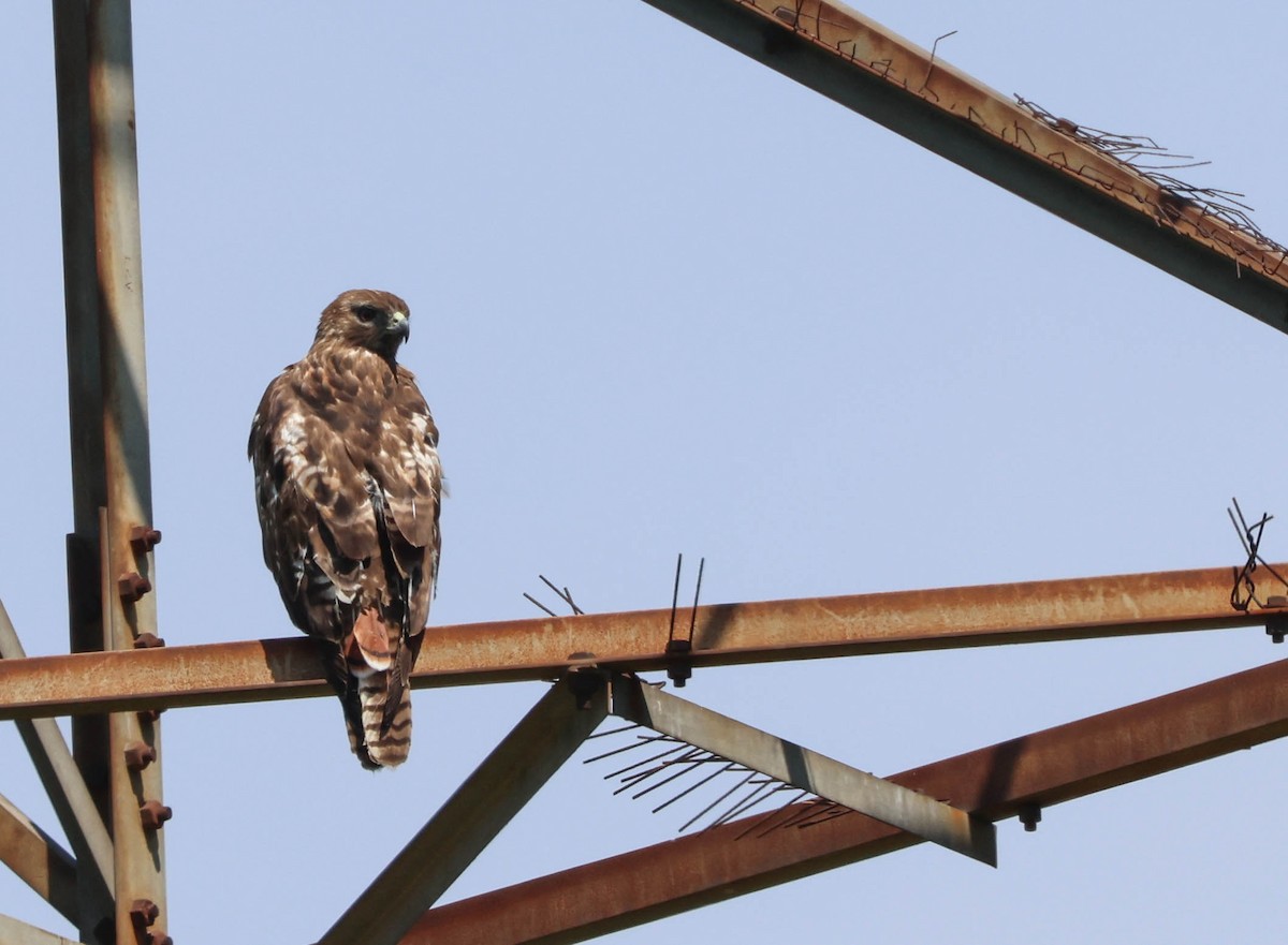 Red-tailed Hawk - Tracy Drake