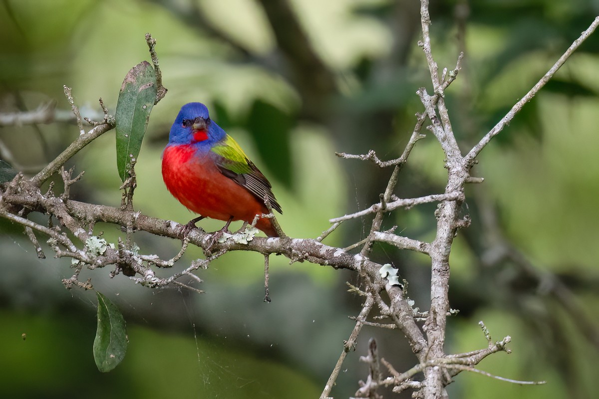 Painted Bunting - ML617550279