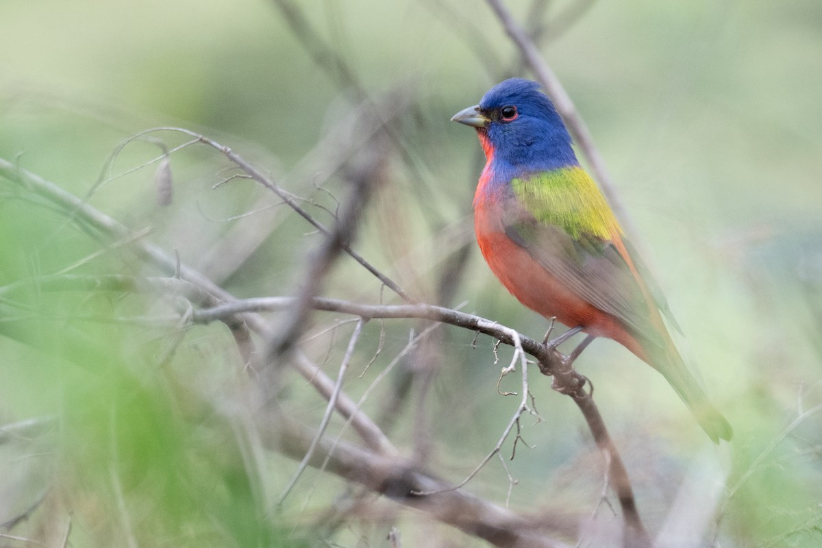 Painted Bunting - ML617550280