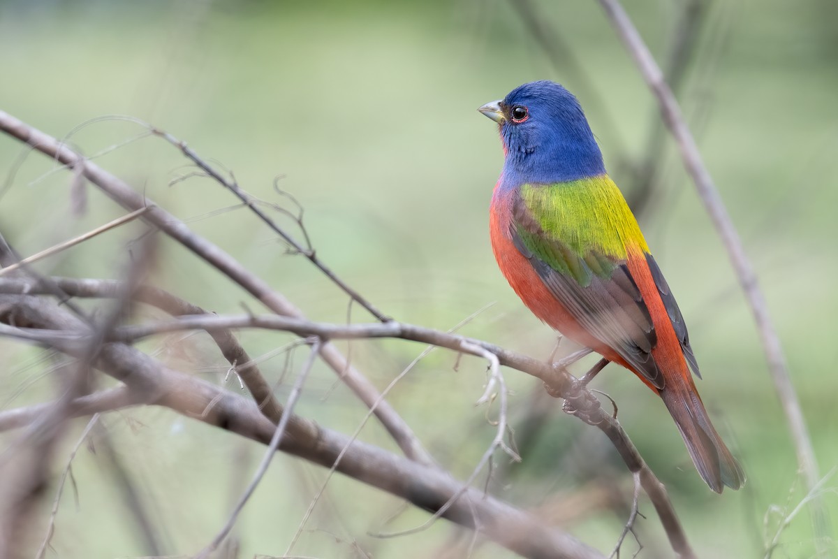 Painted Bunting - ML617550281