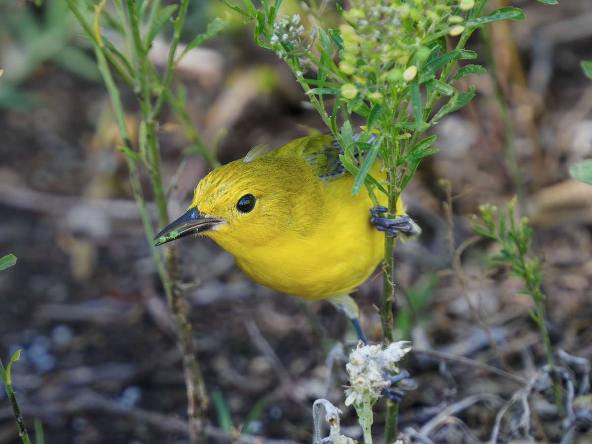 Prothonotary Warbler - Fran Meyerson