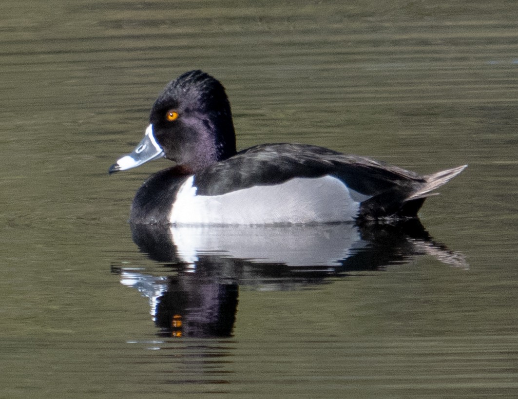 Ring-necked Duck - Jeff Goulding