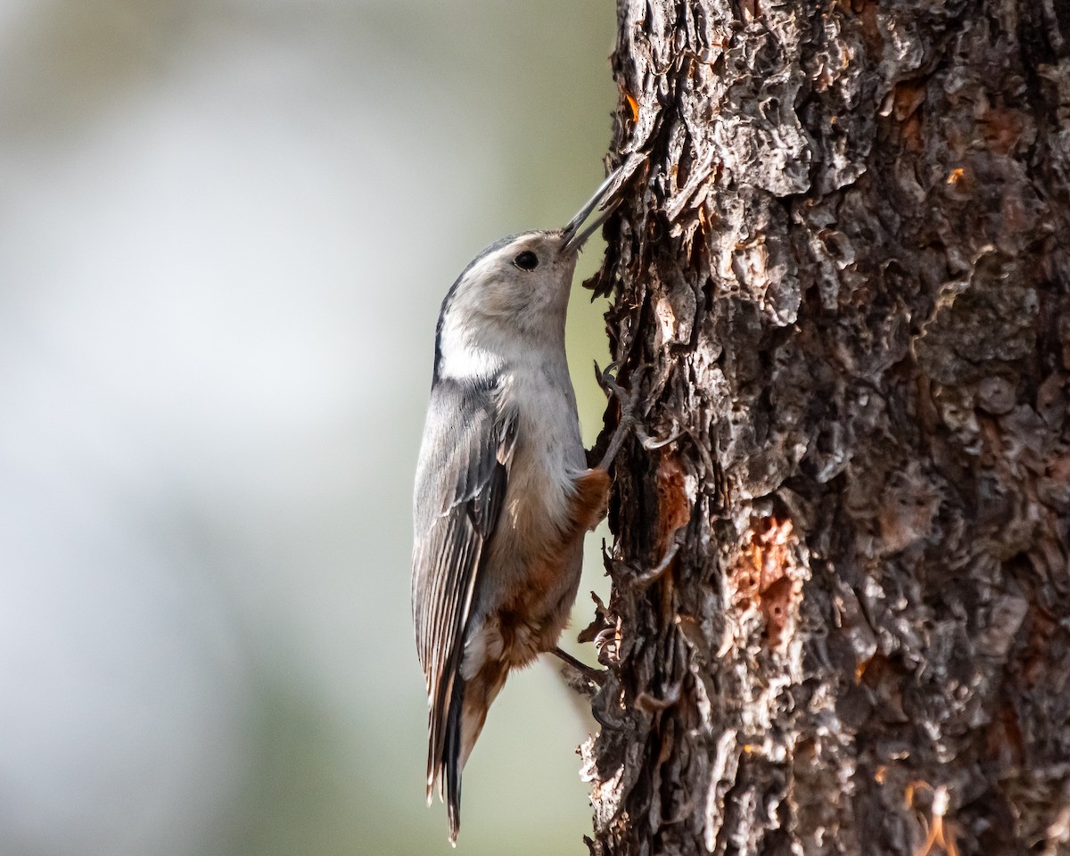 White-breasted Nuthatch - ML617550322