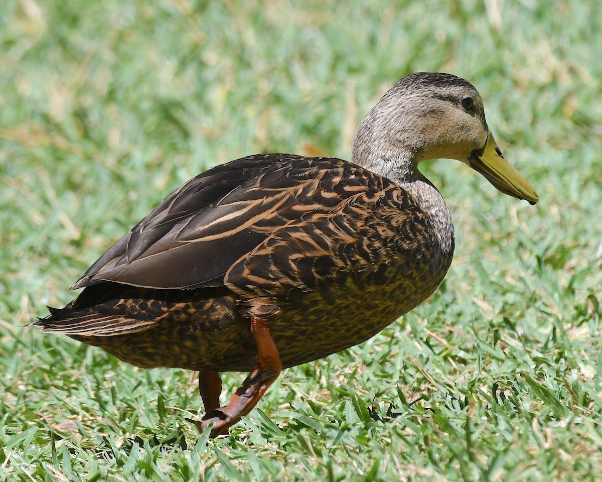 Mottled Duck - Ted Wolff