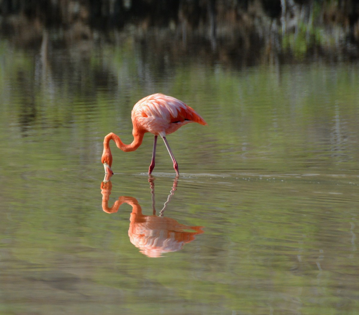 American Flamingo - sonja raub