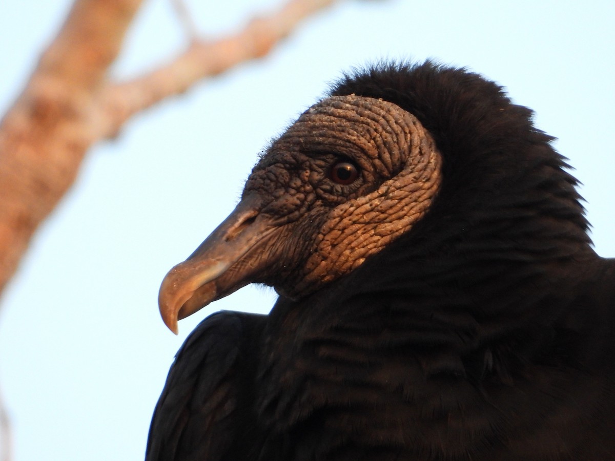 Black Vulture - Samuel Belley