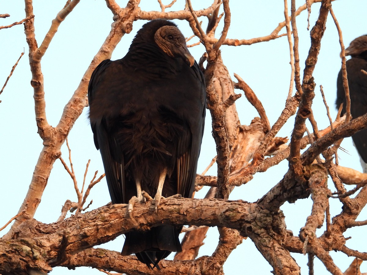 Black Vulture - ML617550338