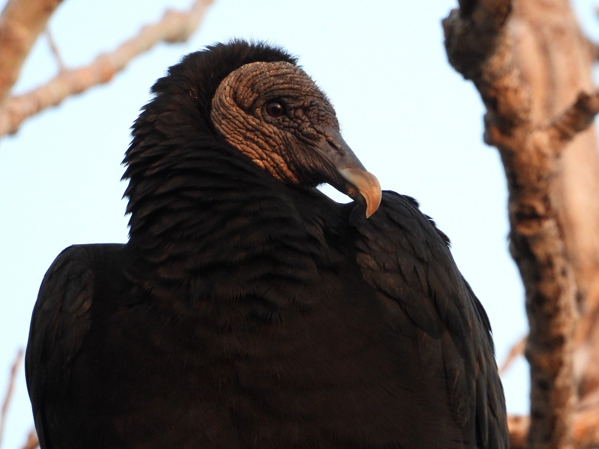 Black Vulture - Samuel Belley