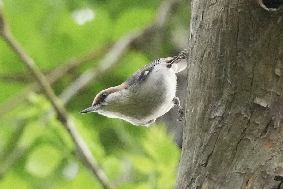 Brown-headed Nuthatch - ML617550416