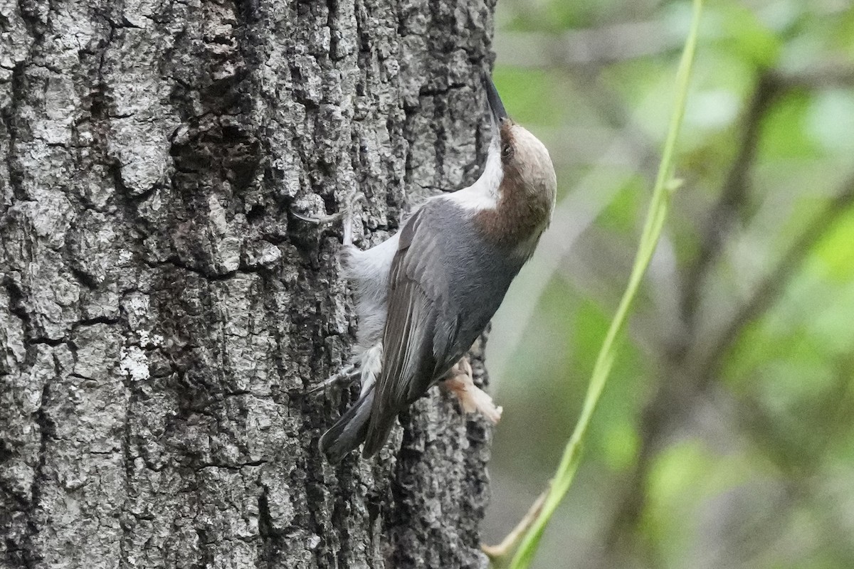 Brown-headed Nuthatch - ML617550417