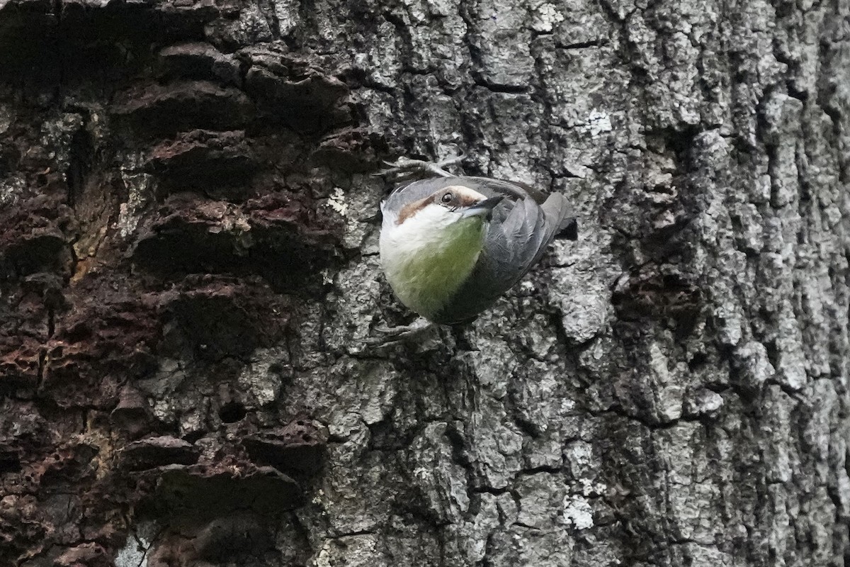Brown-headed Nuthatch - ML617550418