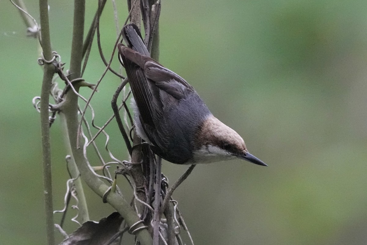Brown-headed Nuthatch - ML617550419