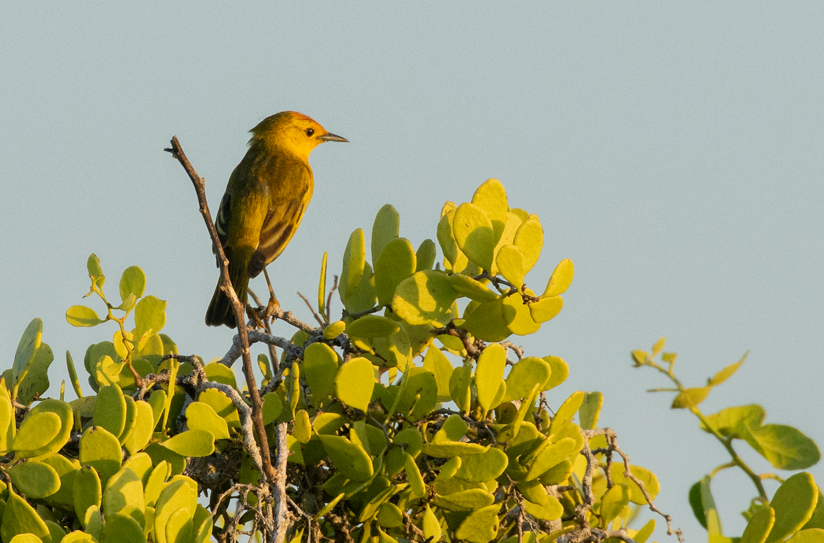 Yellow Warbler (Galapagos) - ML617550450