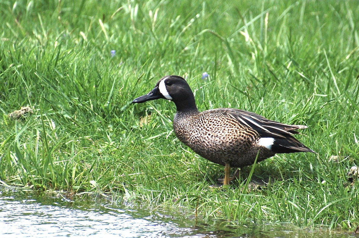 Blue-winged Teal - ML617550467