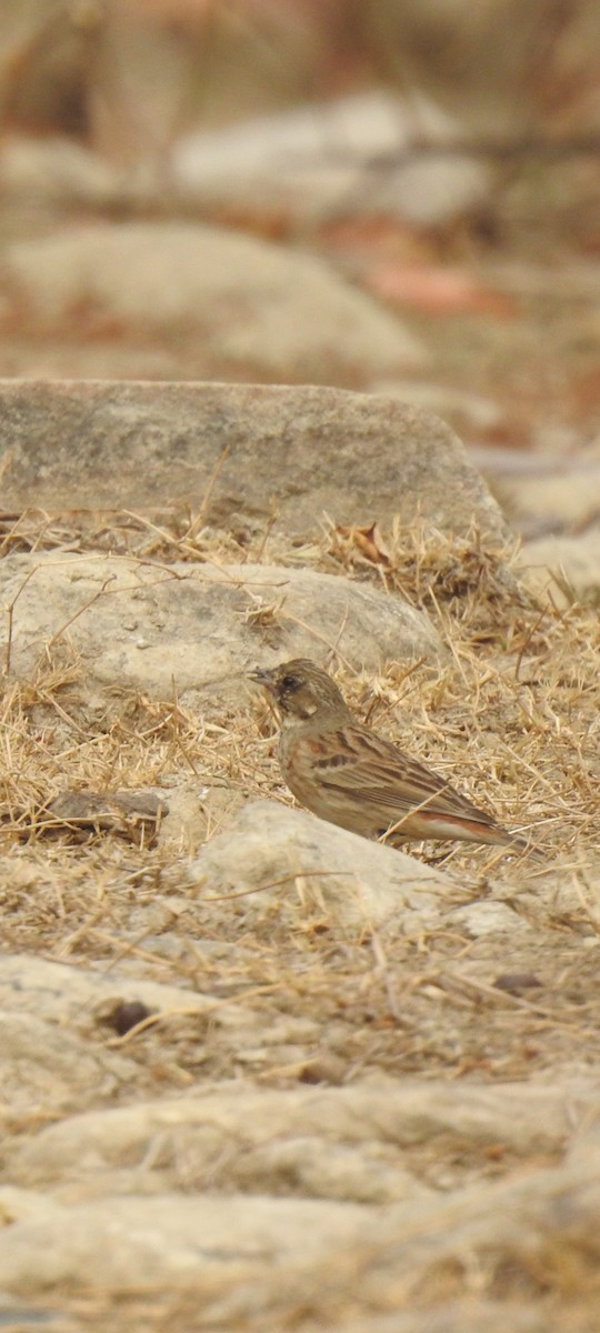 White-capped Bunting - ML617550470