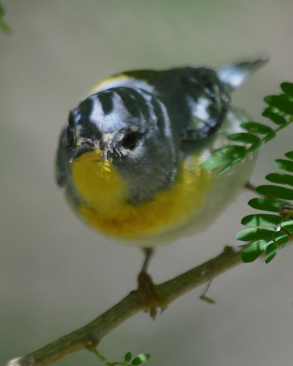 Northern Parula - Ted Wolff