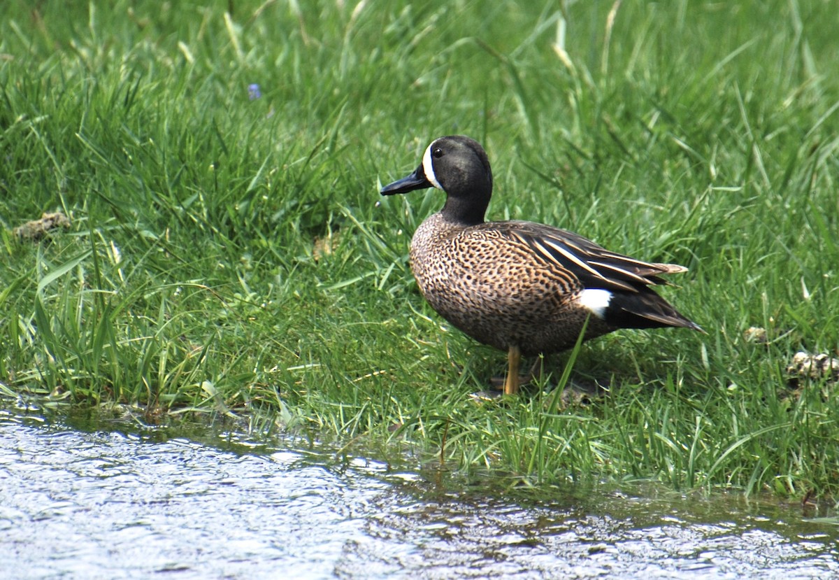 Blue-winged Teal - ML617550486