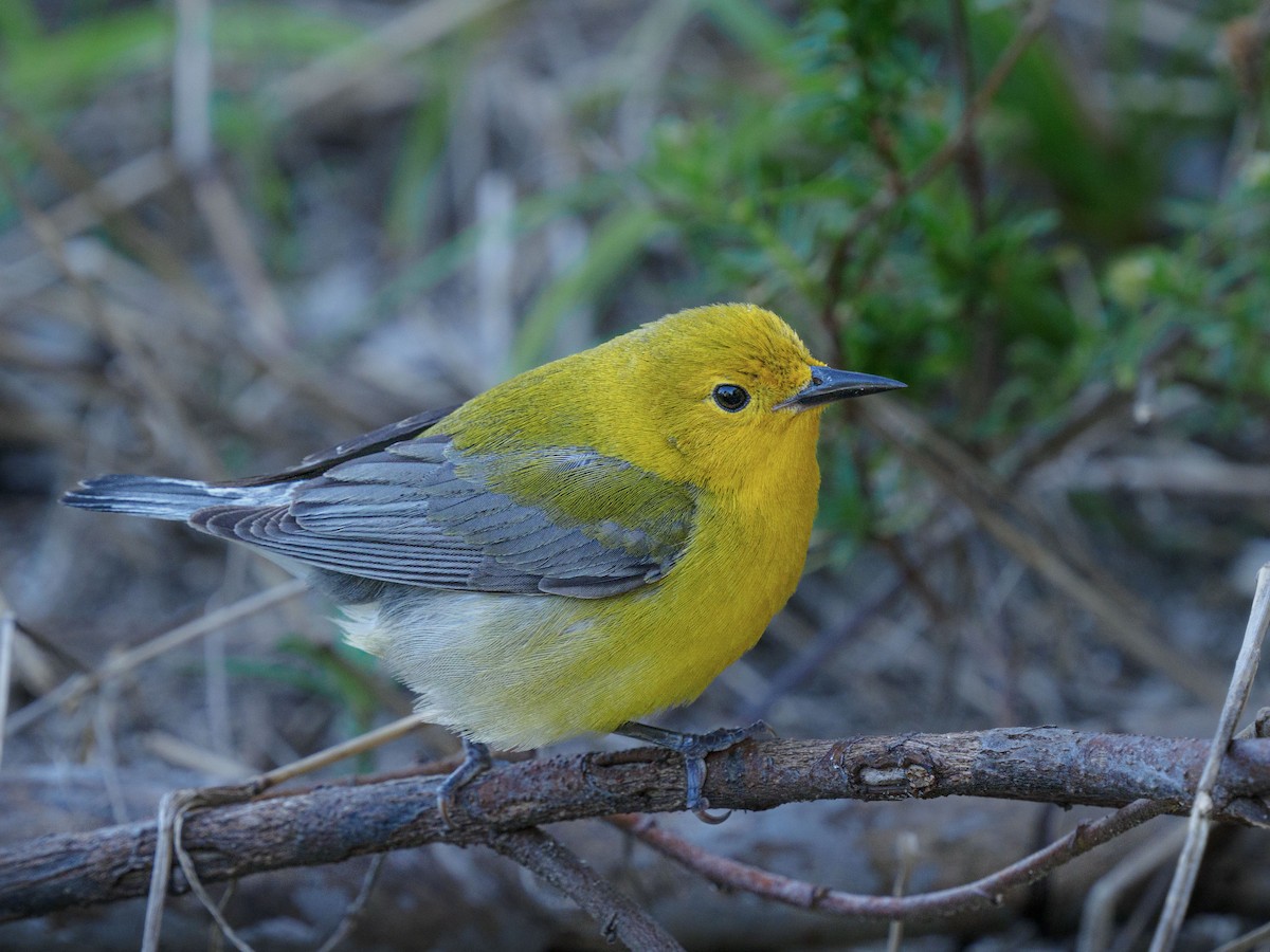 Prothonotary Warbler - Fran Meyerson