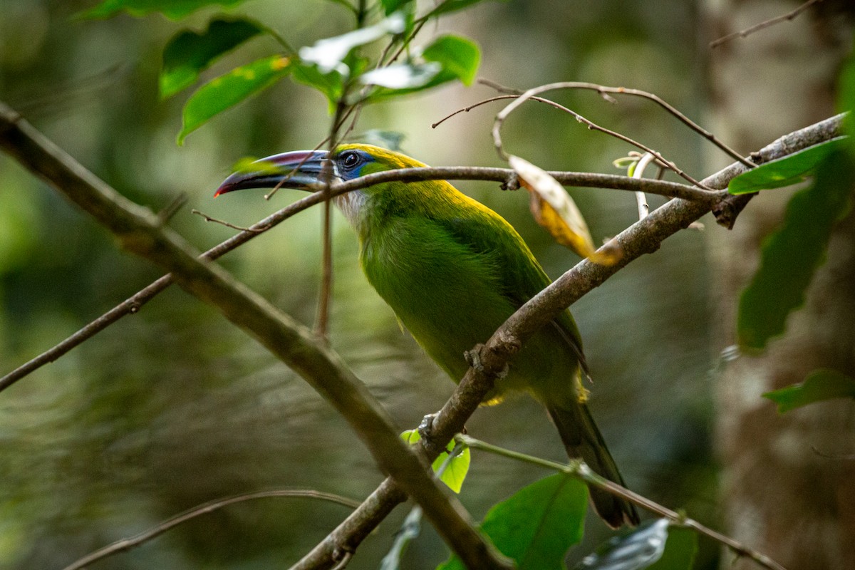 Groove-billed Toucanet - ML617550524