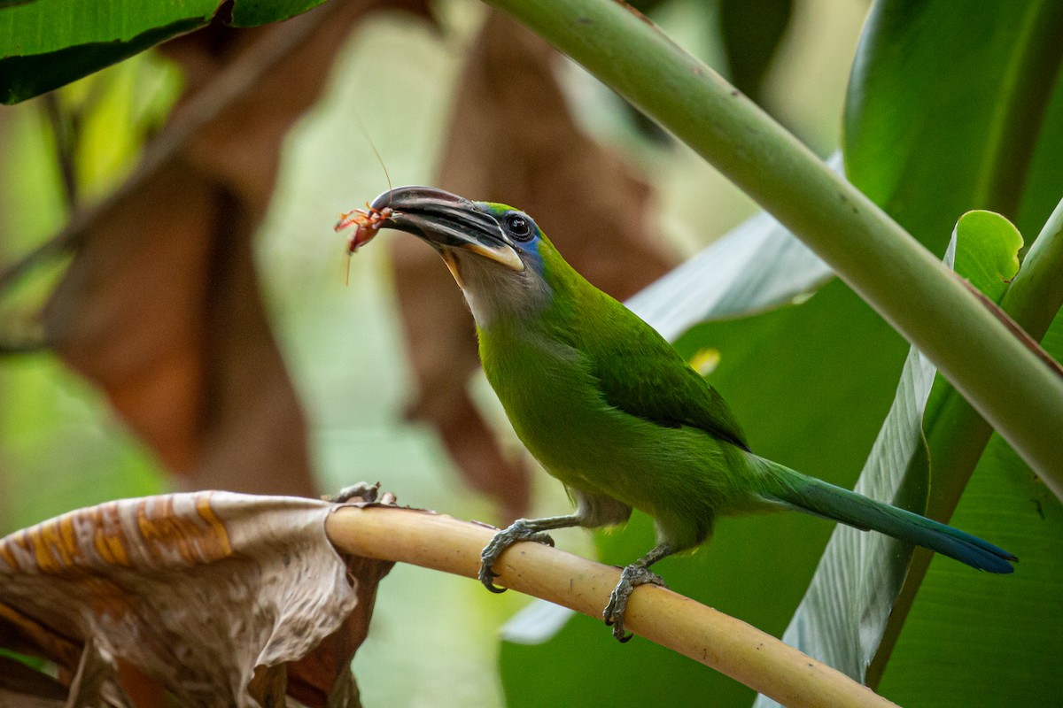 Groove-billed Toucanet - ML617550526