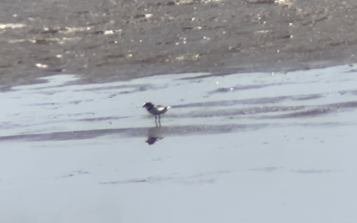 Piping Plover - ML617550550