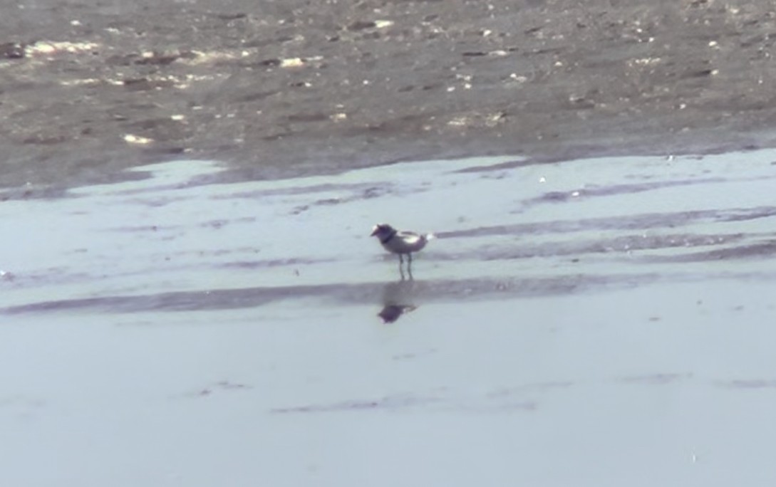 Piping Plover - ML617550551