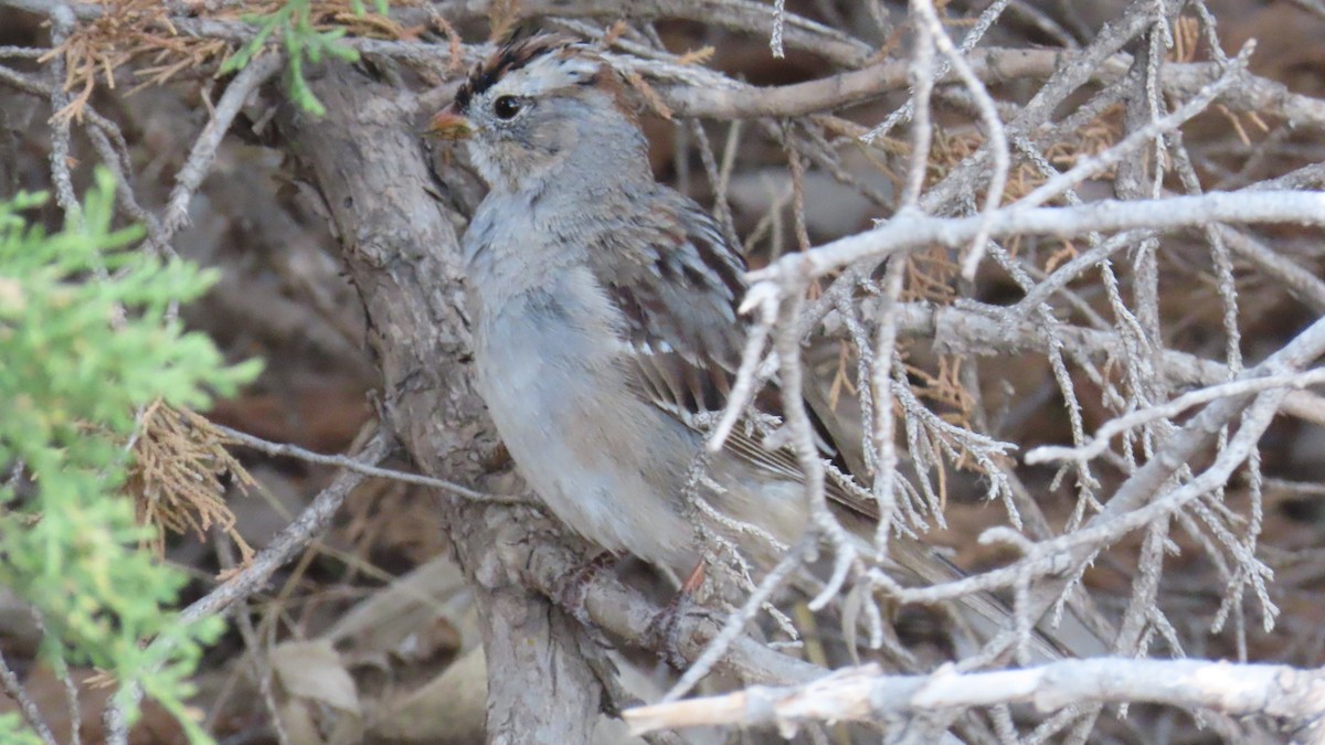 White-crowned Sparrow - ML617550567
