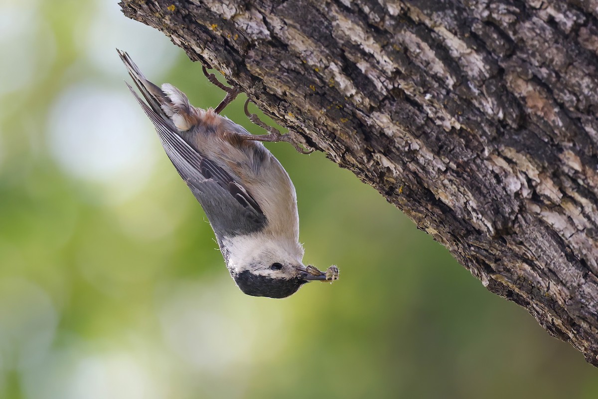 White-breasted Nuthatch - ML617550633