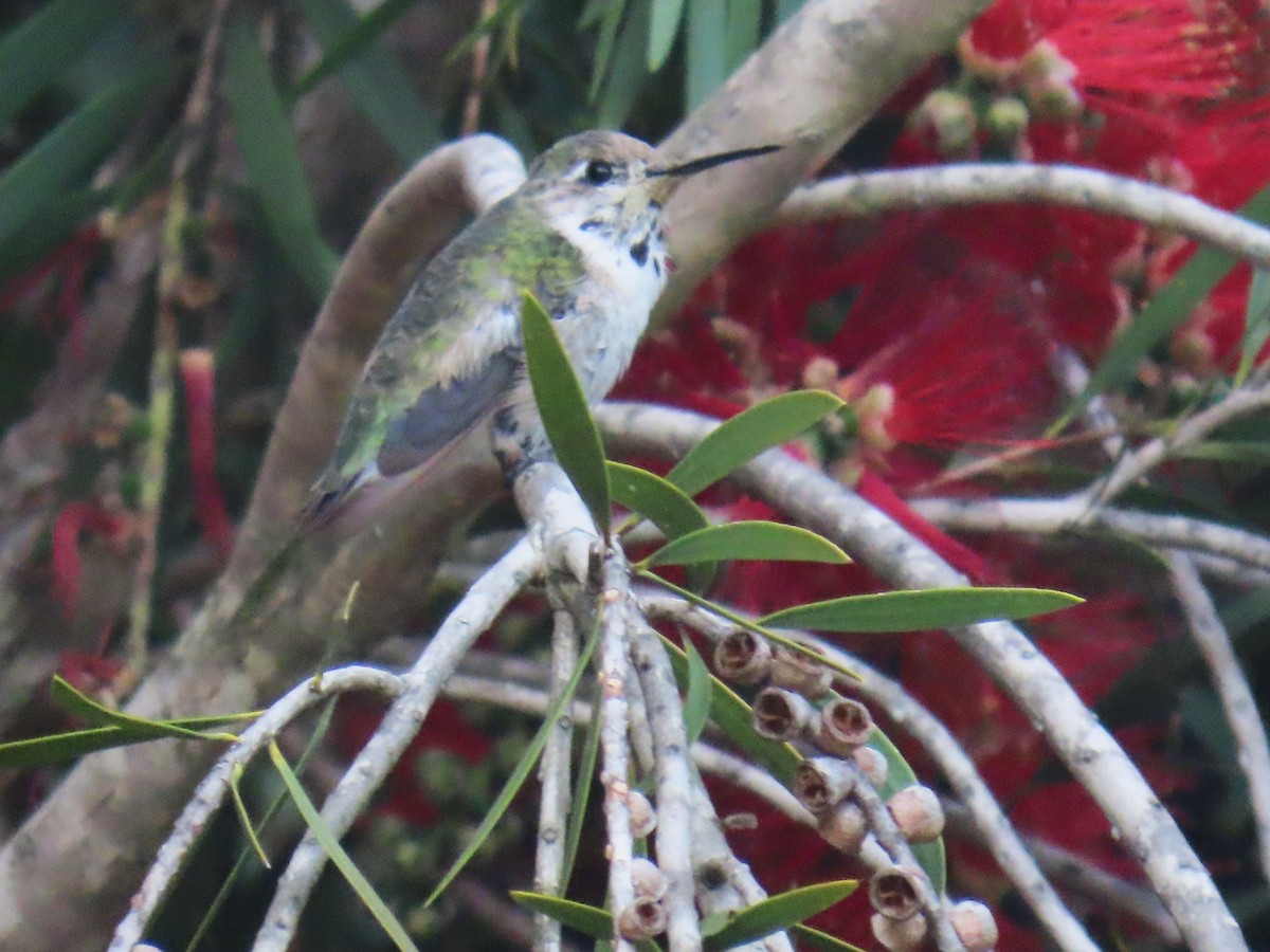 eBird Checklist - 17 Apr 2024 - Crown Valley Community Park & Niguel ...