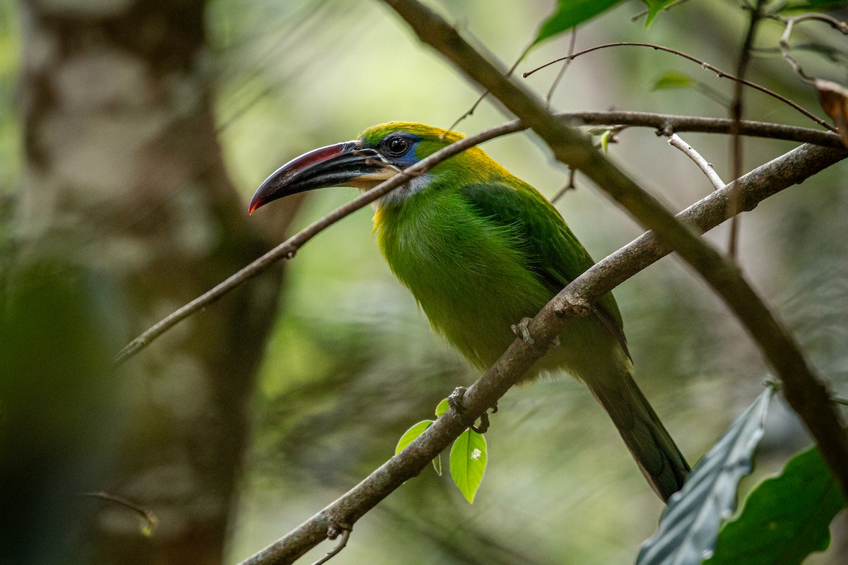 Groove-billed Toucanet - ML617550657