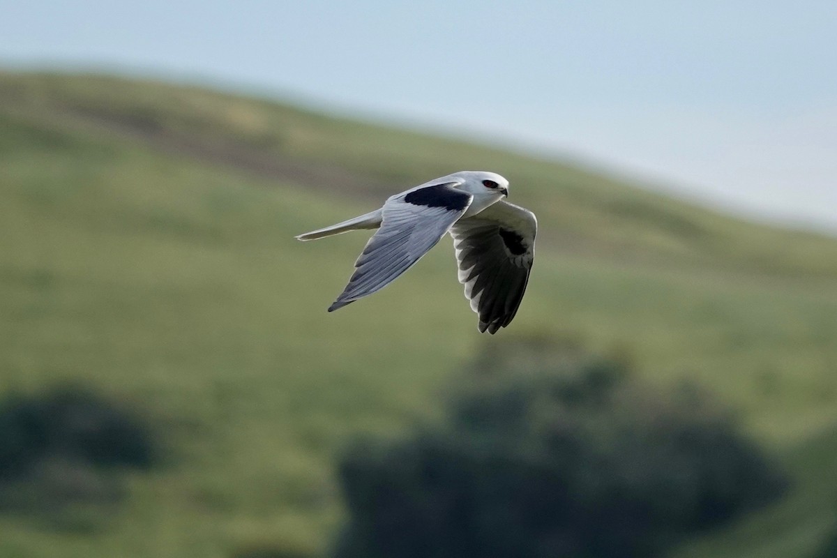 White-tailed Kite - ML617550669