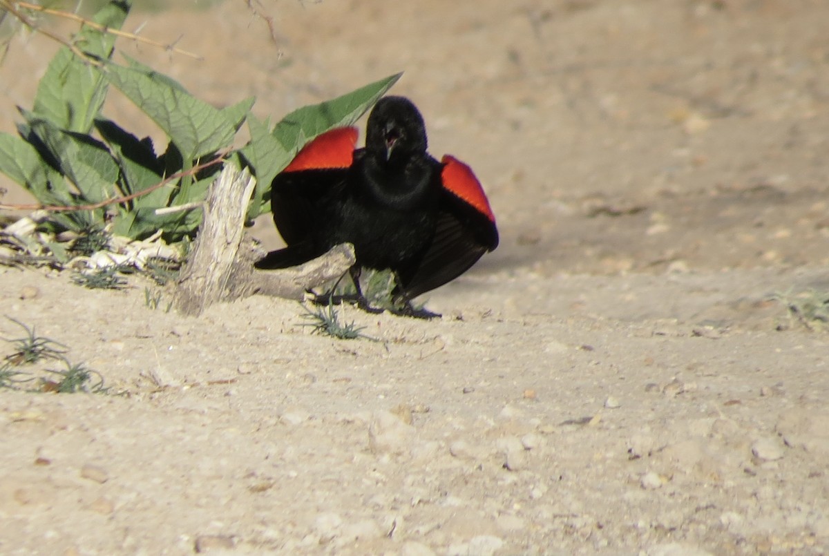 Red-winged Blackbird - ML617550695