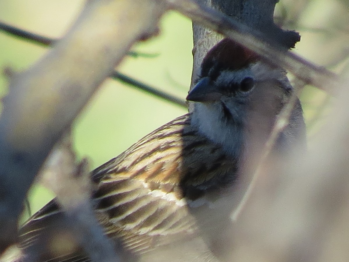 Chipping Sparrow - ML617550697