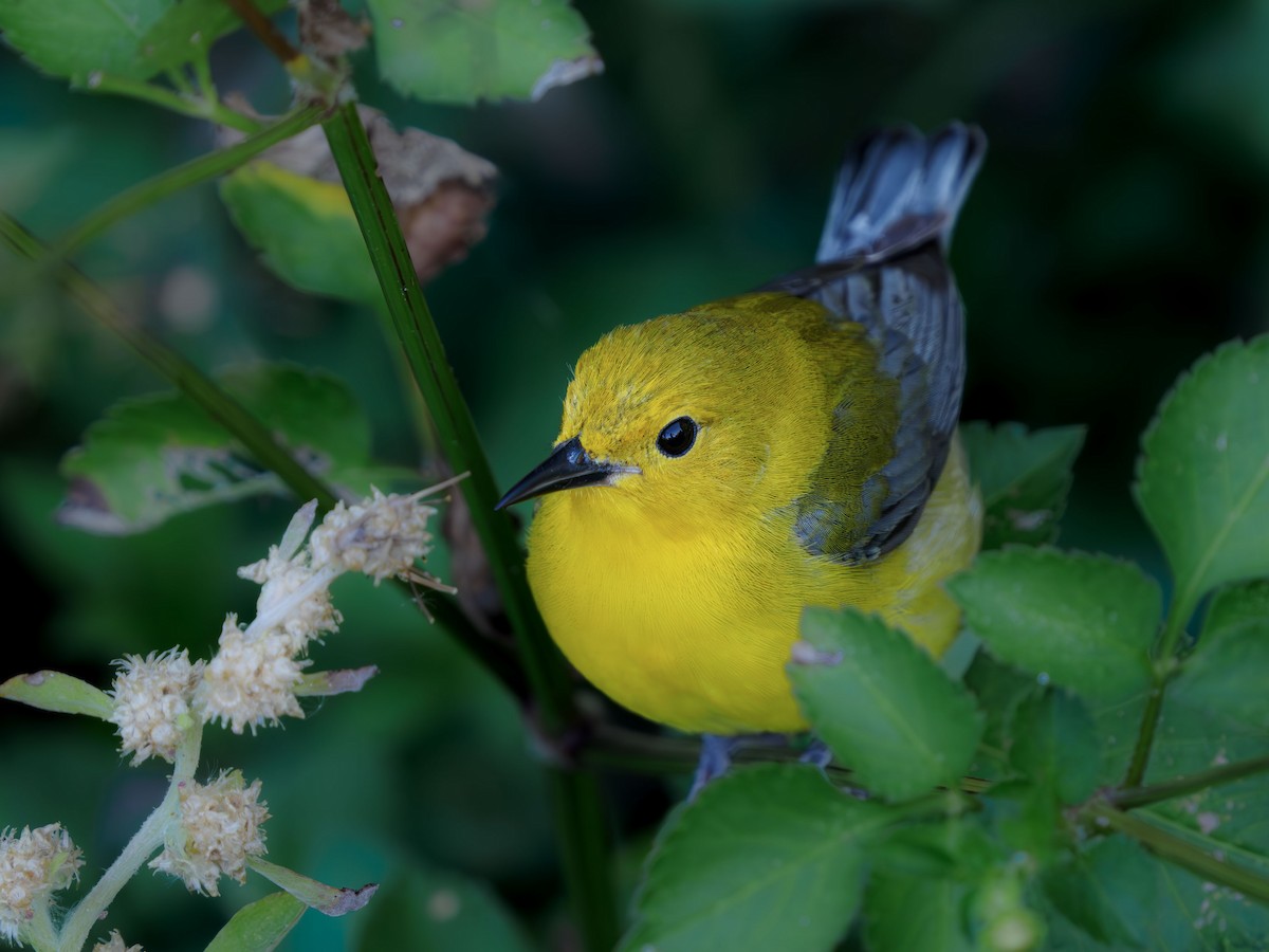 Prothonotary Warbler - ML617550712