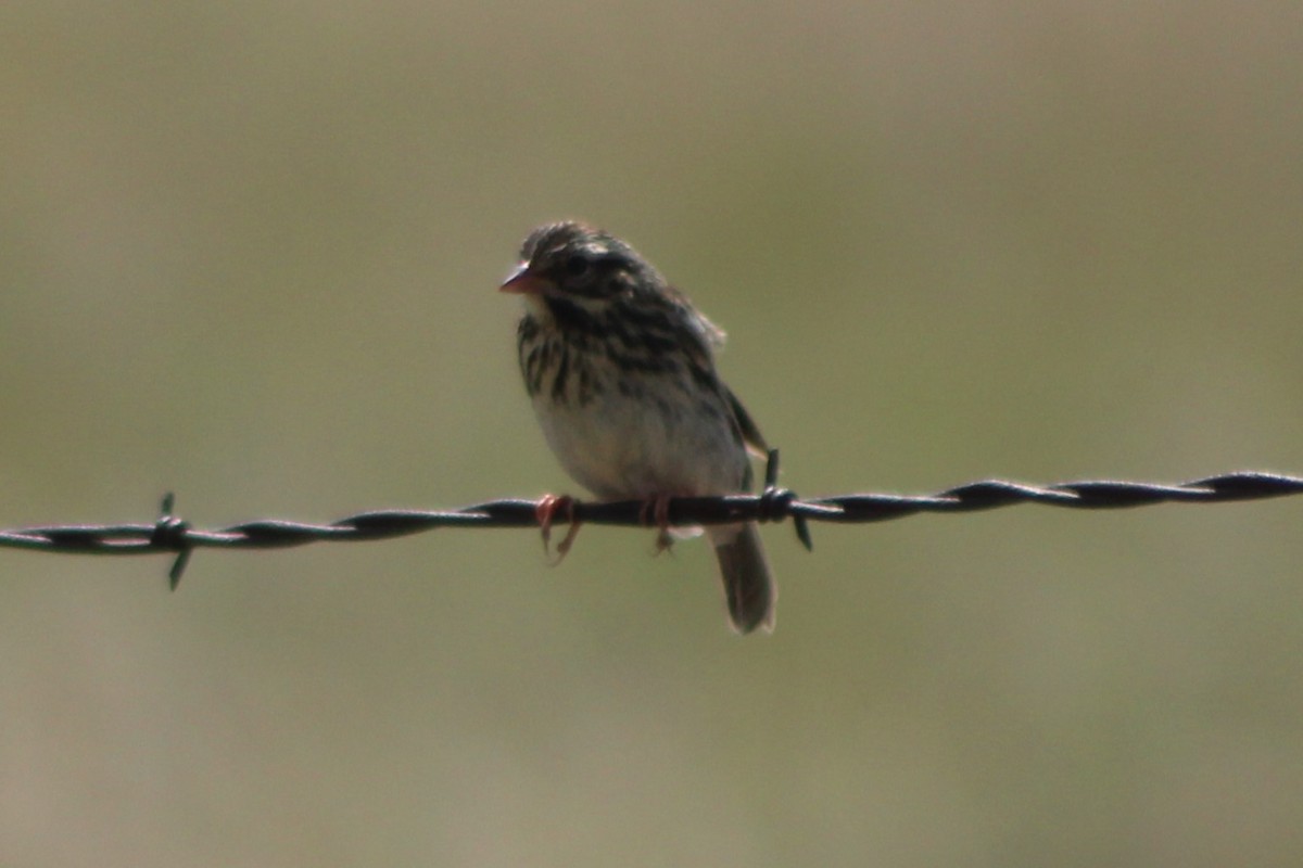 Savannah Sparrow (Savannah) - ML617550765