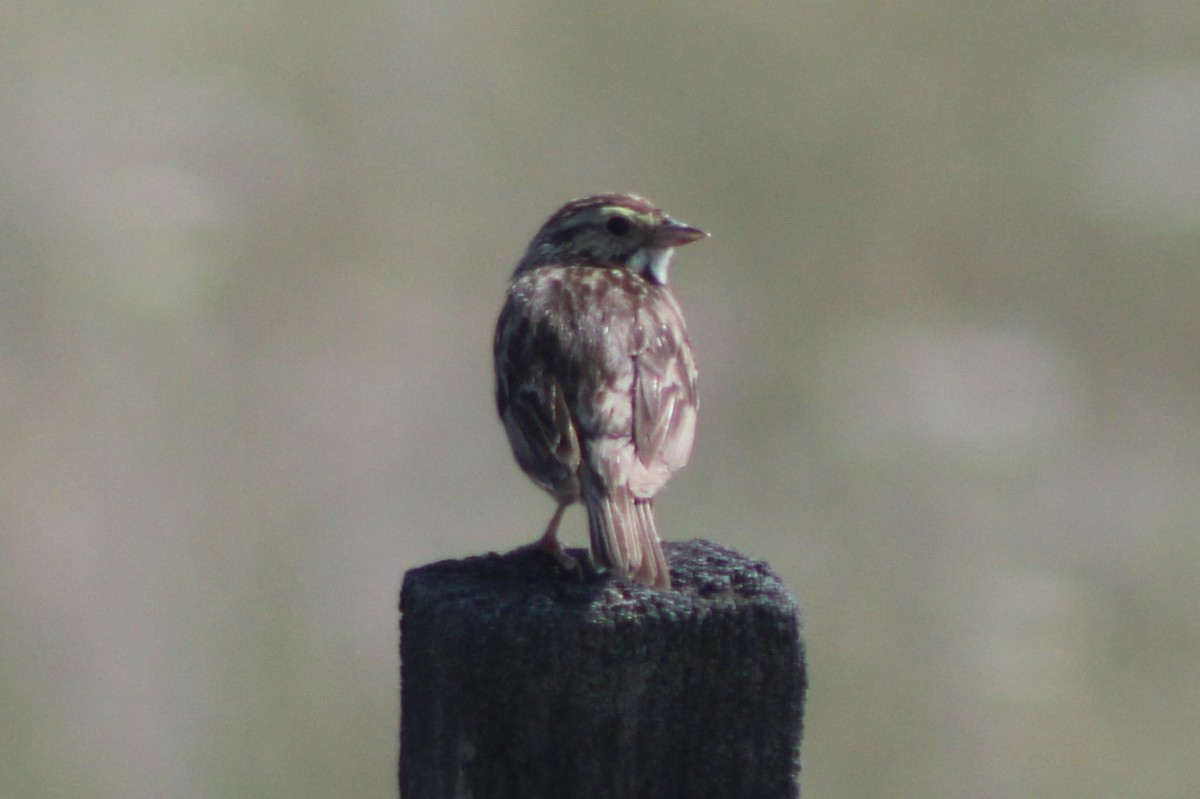 Savannah Sparrow (Savannah) - ML617550873