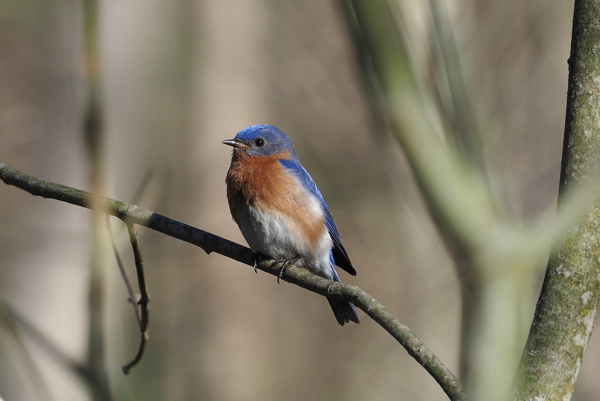 Eastern Bluebird (Eastern) - george parker