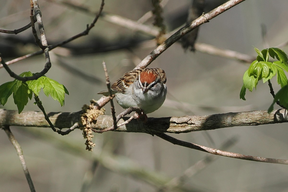 Chipping Sparrow - ML617550937