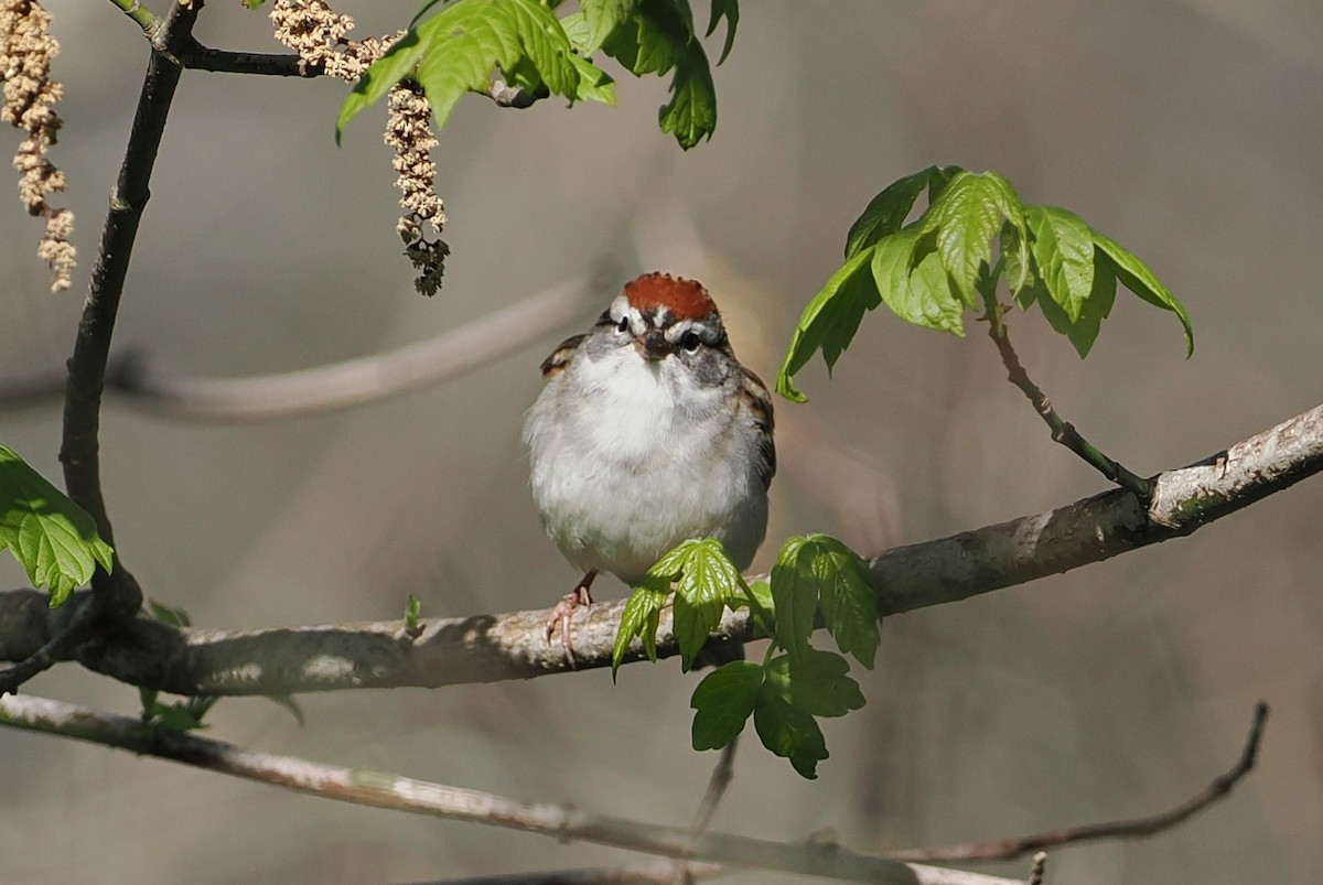 Chipping Sparrow - ML617550938