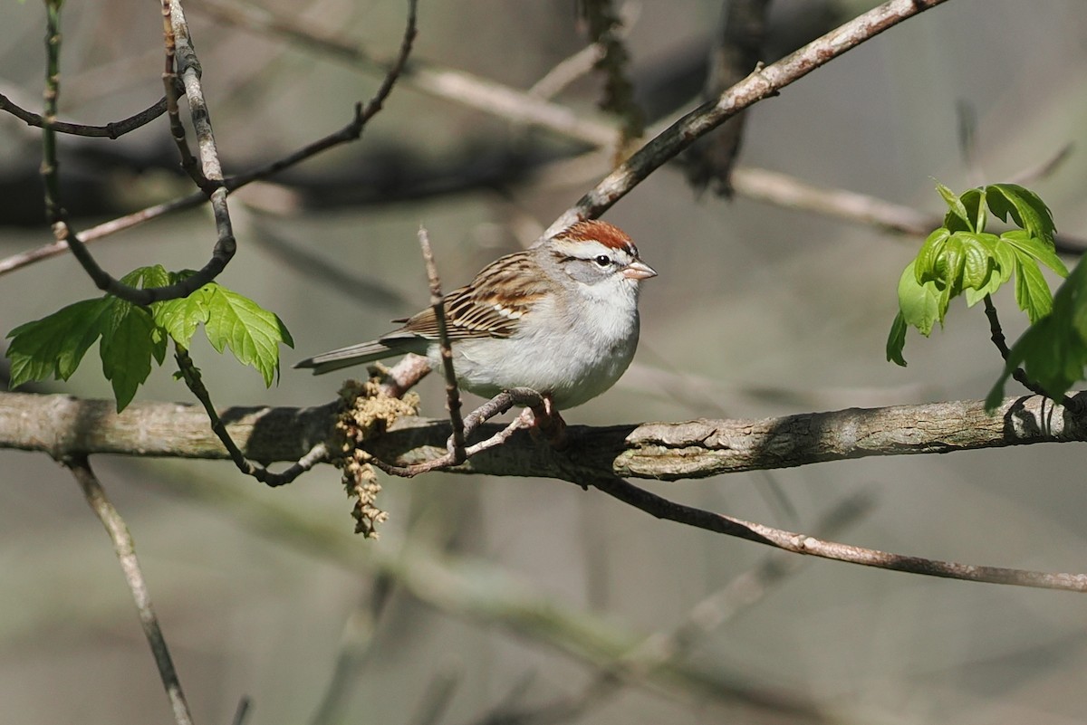 Chipping Sparrow - ML617550939