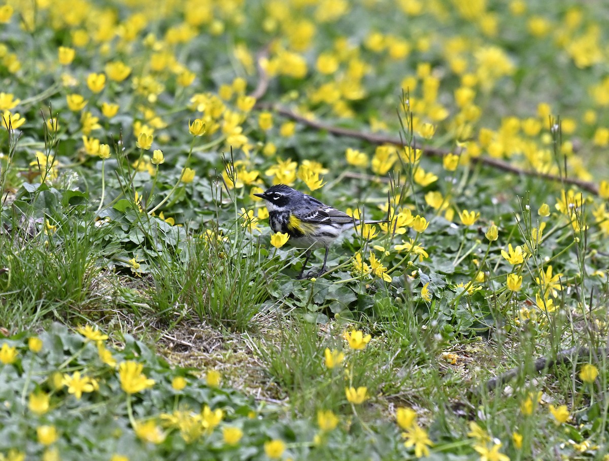 Yellow-rumped Warbler - ML617550964