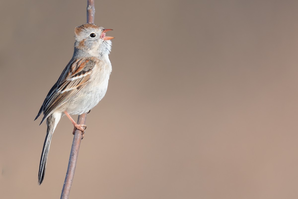 Field Sparrow - Ben  Lucking
