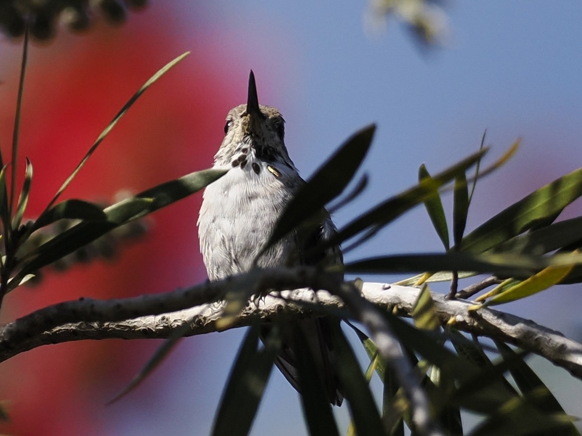 Calliope Hummingbird - ML617551035