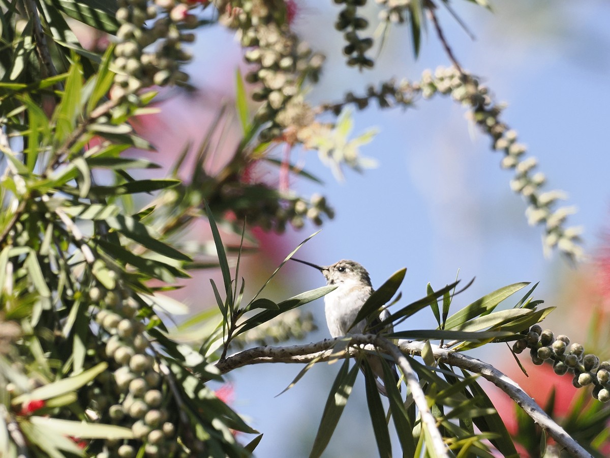 Calliope Hummingbird - ML617551036