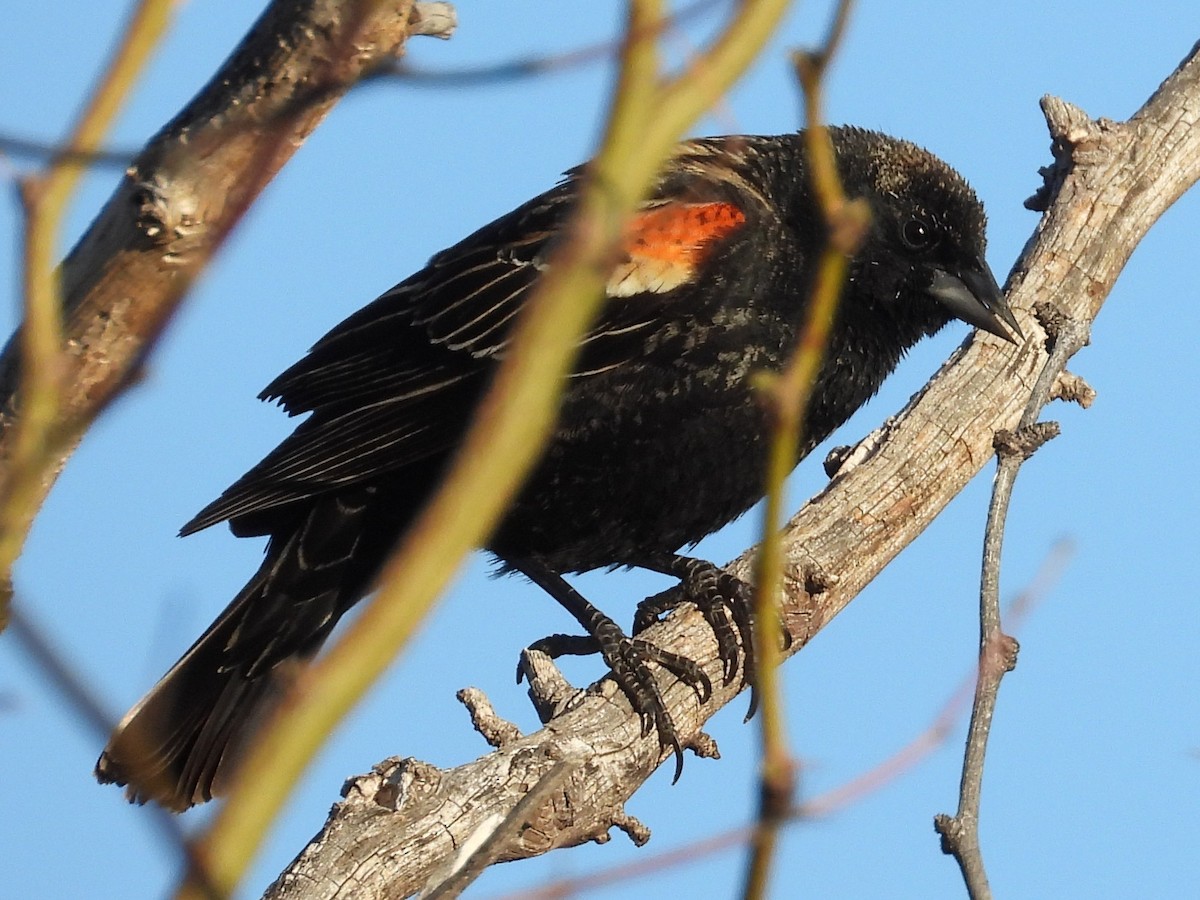 Red-winged Blackbird - Ted Hogg