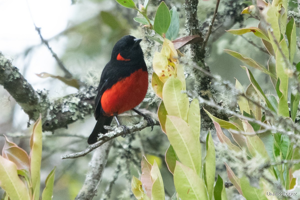 Scarlet-bellied Mountain Tanager - Diana López G