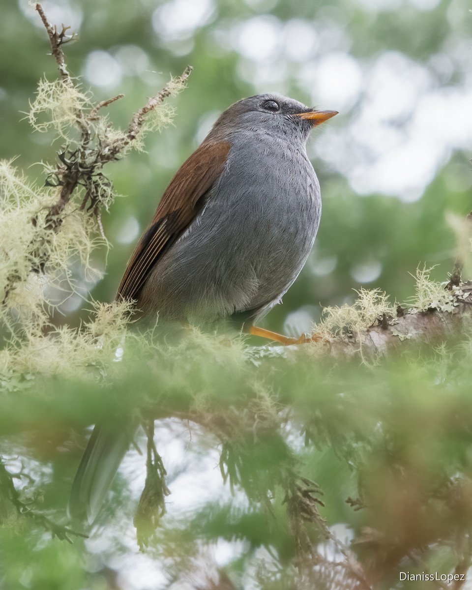 Andean Solitaire - ML617551065