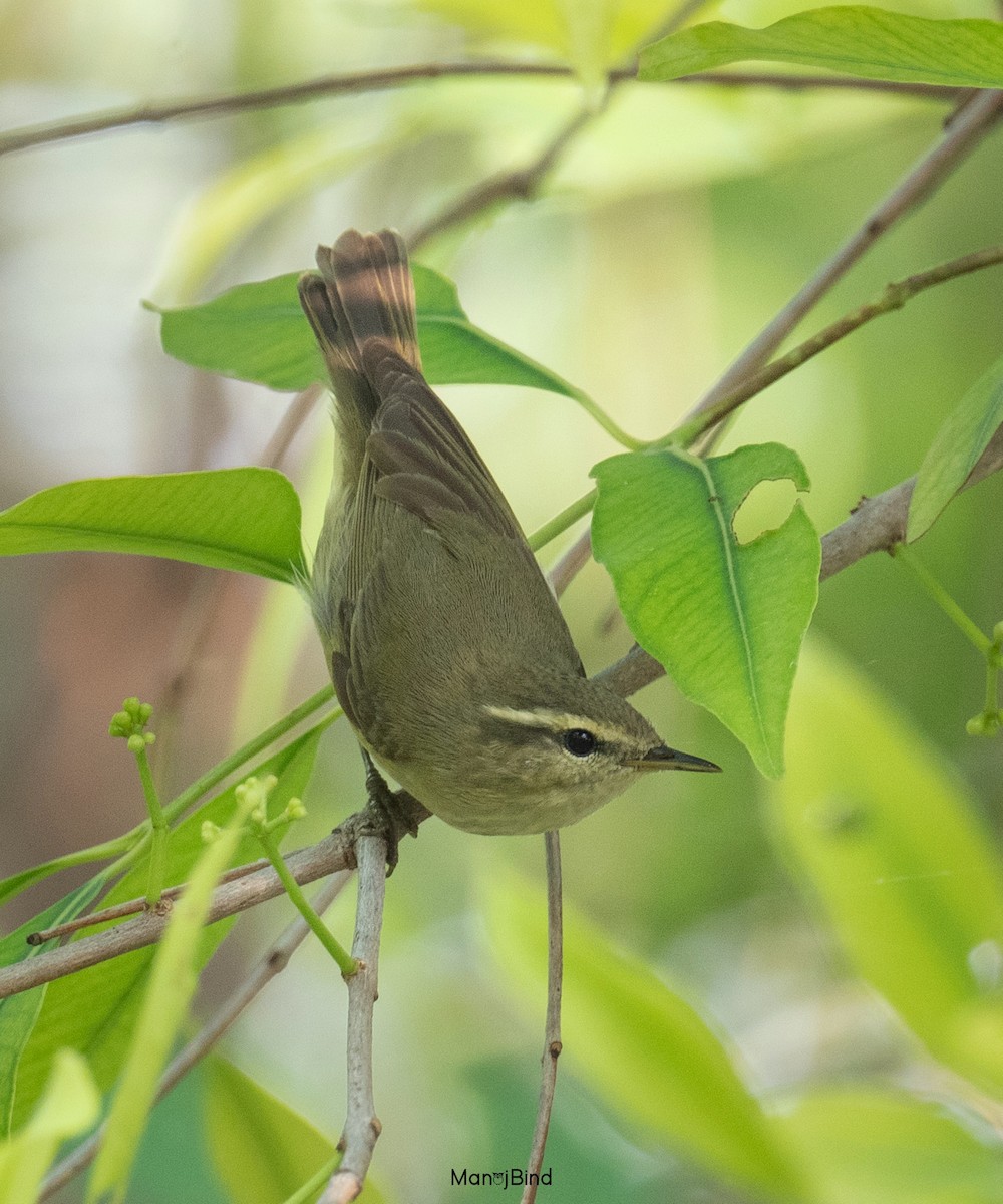 Tytler's Leaf Warbler - Manoj Bind