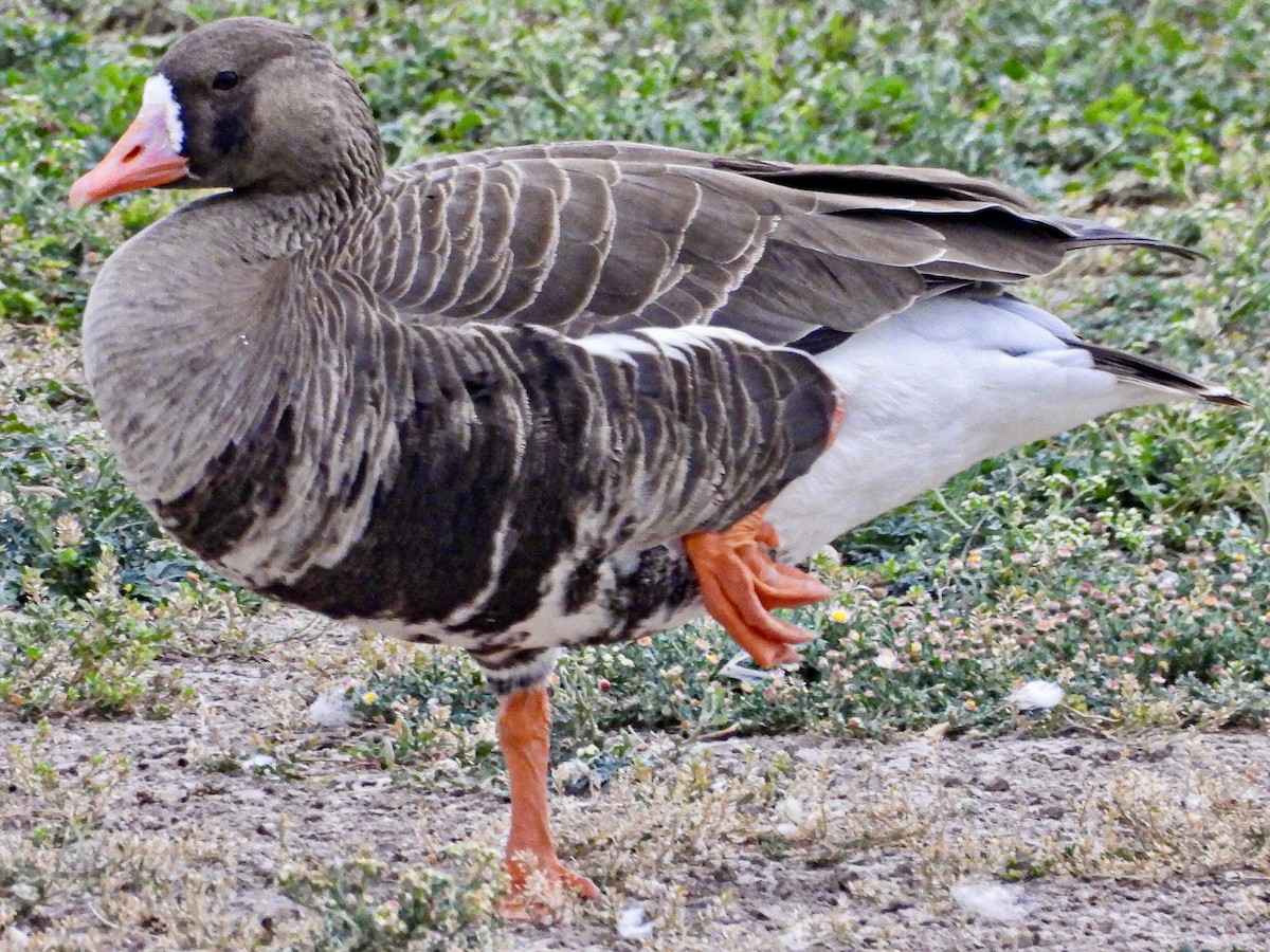 Greater White-fronted Goose (Western) - ML617551109